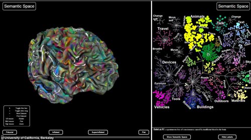 科学家绘制大脑结构图 清晰呈现大脑成像情况图片