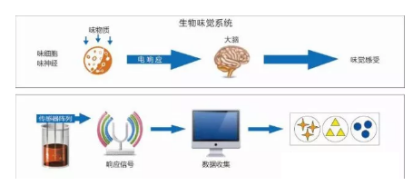 仿生传感器的定义原理分类及应用