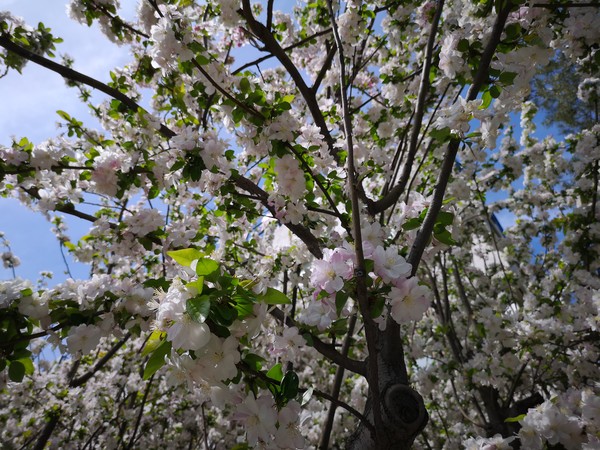 同为拍照旗舰,华为P20 Pro和小米MIX 2S谁能