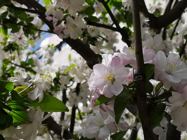 同为拍照旗舰,华为P20 Pro和小米MIX 2S谁能