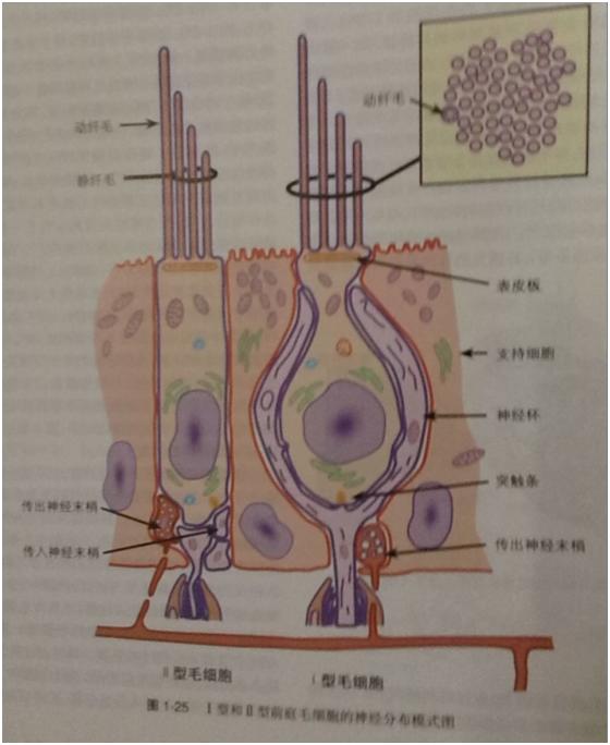 细胞:柱状形毛细胞与耳蜗的外毛细胞相似;位觉纤毛较听觉纤毛为粗且长