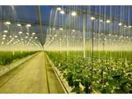 艾迈斯欧司朗发布首款蝠翼型光束LED系列，使植物照明光照更均匀
