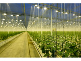 艾迈斯欧司朗植物照明LED Oslon Square Batwing在2022美国国际照明展斩获两项大奖