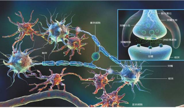 已知的局部神经元生物结构(图片来源网络)
