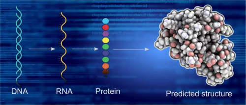 谷歌宣布人工智能AlphaFold 预测蛋白质三维结构
